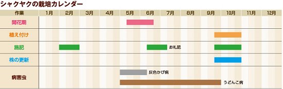 芍薬の育て方と大輪を毎年咲かせる 手入れのコツ